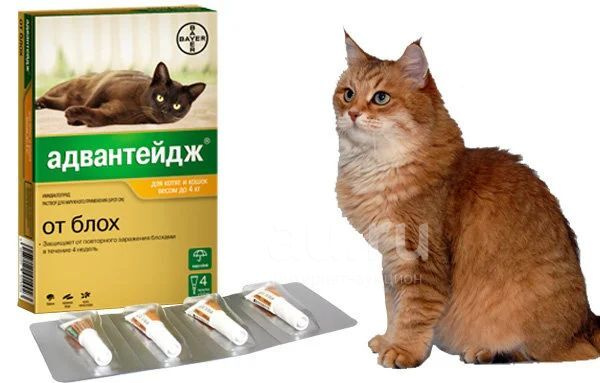 Адвантейдж 40 Капли для кошек до 4 кг, 1 пипетка - купить с доставкой ...