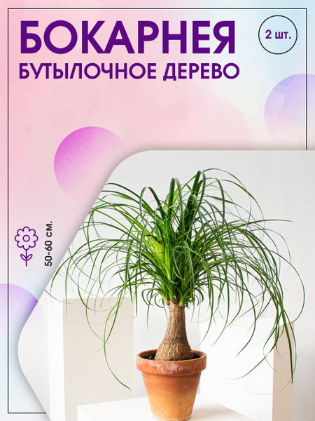 Бокарнея (Бутылочное дерево) ПОИСК Агрохолдинг Бокарнея - купить по ...
