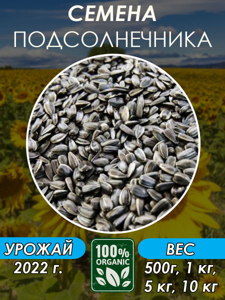 Семена Подсолнечника Енисей Купить