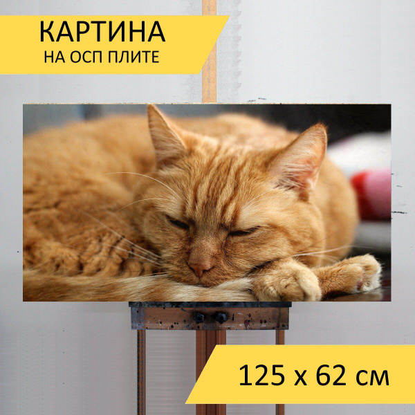Сонник кот рыжий