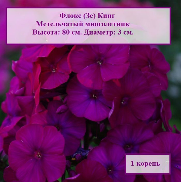 Флокс метельчатый Кинг (1 корень.) купить на OZON по низкой цене ...