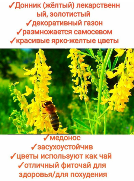 Донник семена, 1 кг, медонос/сидерат для сада/пасеки, premium1 - купить ...
