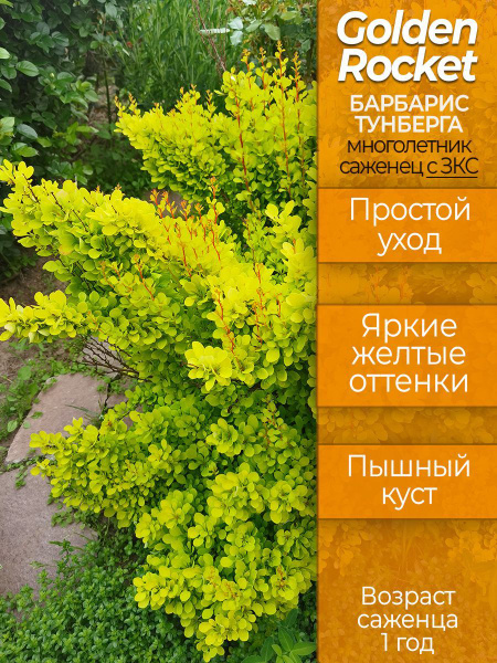 Барбарис Elya Garden Барбарис Тунберга_желтый - купить по выгодным ...