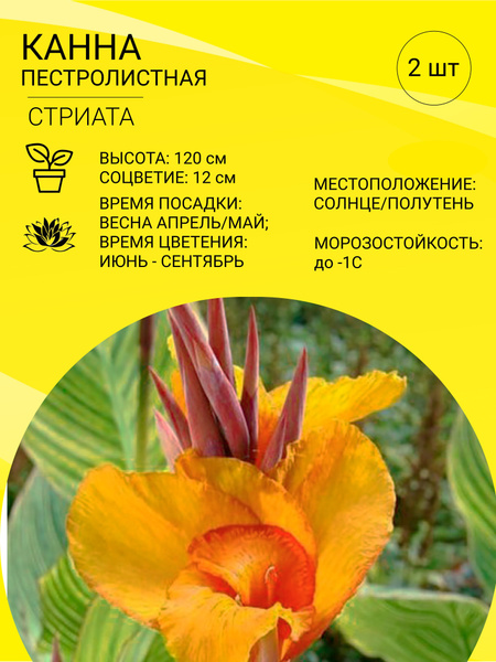 Канны Канна пестролистная - купить по выгодным ценам в интернет ...