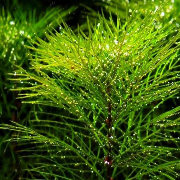3 8 10 Myriophyllum 3-8-10-myriophyllum