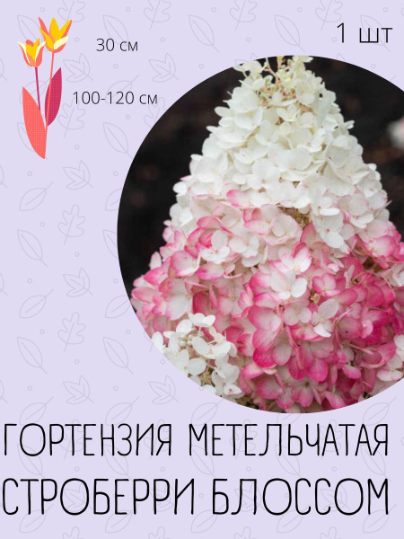 Саженцы Гортензии Метельчатой Купить В Саратове