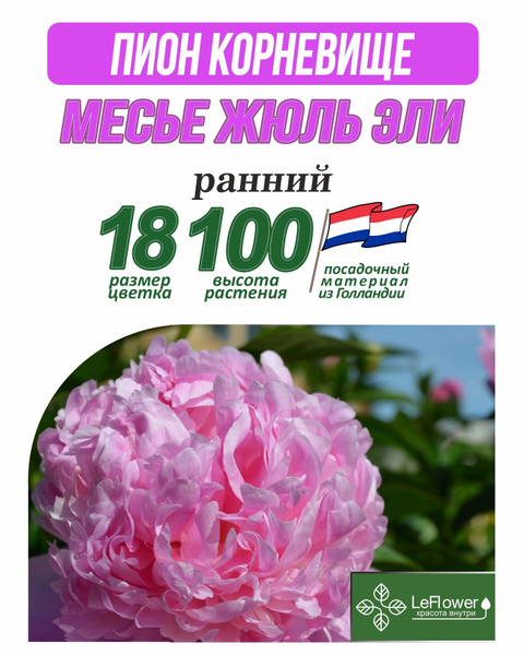 Пионы LeFlower пион корневище_1_Месье Жюль Эли - купить по выгодным ...