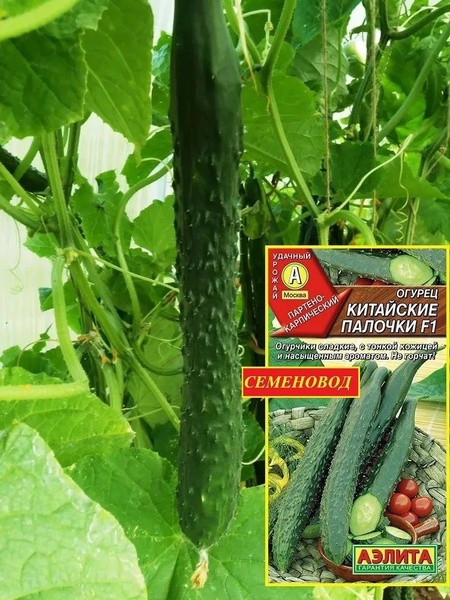 Огурцы Агрофирма Аэлита Огурец._. - купить по выгодным ценам в интернет ...