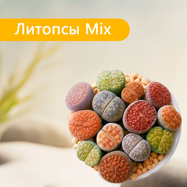 Литопсы (Живые камни) Экватория Литопсы - купить по выгодным ценам в ...