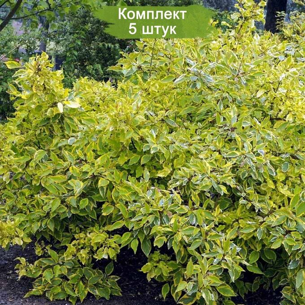 5 штук Дерен Гухалти - купить с доставкой по выгодным ценам в интернет ...