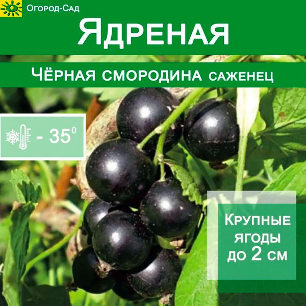 Черная смородина Ядреная С2 купить на OZON по низкой цене (1270116412)