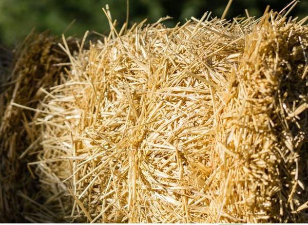 СОЛОМА ПШЕНИЧНАЯ 18 кг Свежая заготовка купить на OZON по низкой цене ...