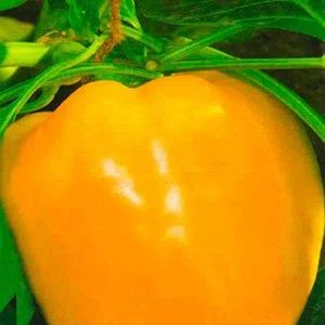 Перец семена коллекционные. Перец сладкий смесь. Перец семена коллекционные. Перец сладкий изюминка 20шт ур. Семена перца сладкого.