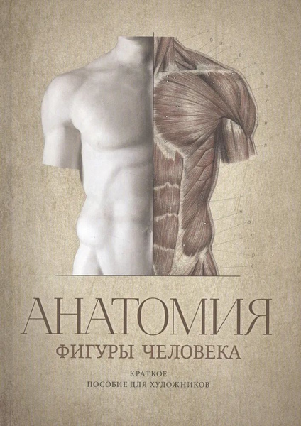 Анатомия фигуры человека. Краткое пособие для художников - купить с ...