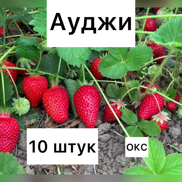 Земляника и клубника Клубника России Клубника - купить по выгодным ...