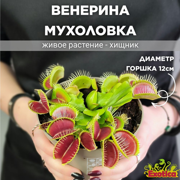 Дионея (Венерина Мухоловка) Exotica, 12 дм, 1 шт - купить по выгодной ...
