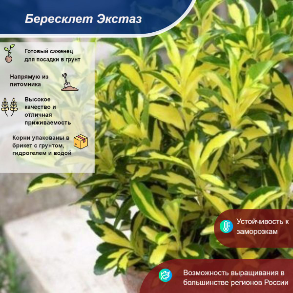 Бересклет Экстаз - купить с доставкой по выгодным ценам в интернет ...