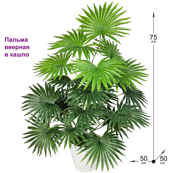 Пальма веерная 75см в кашпо, ФитоПарк, пальма комнатная трахикарпус ...