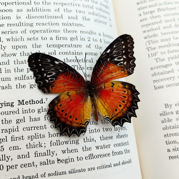 Настоящий образец бабочки в прозрачном боксе - купить с доставкой по ...