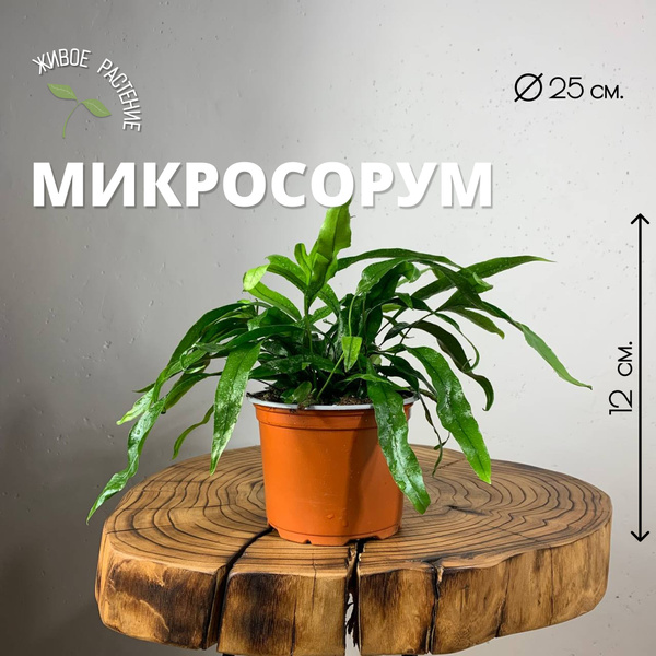 Папоротник Plants Bel House Папоротник Микросорум d-12, 12 дм, 1 шт ...