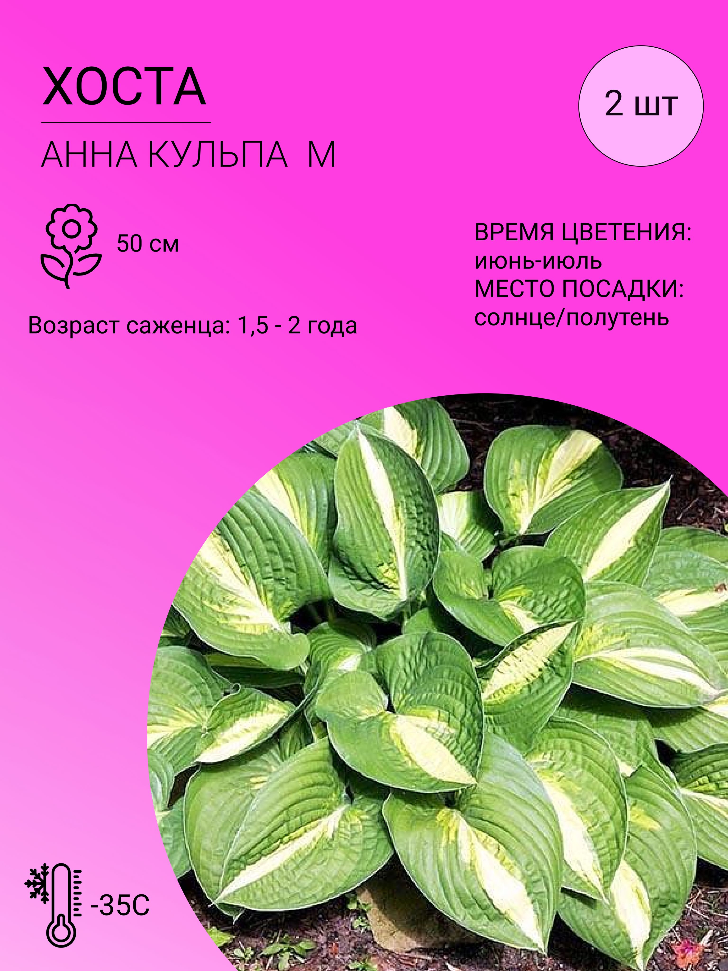 Саженцы Хост Купить В Леруа Мерлен Калуга