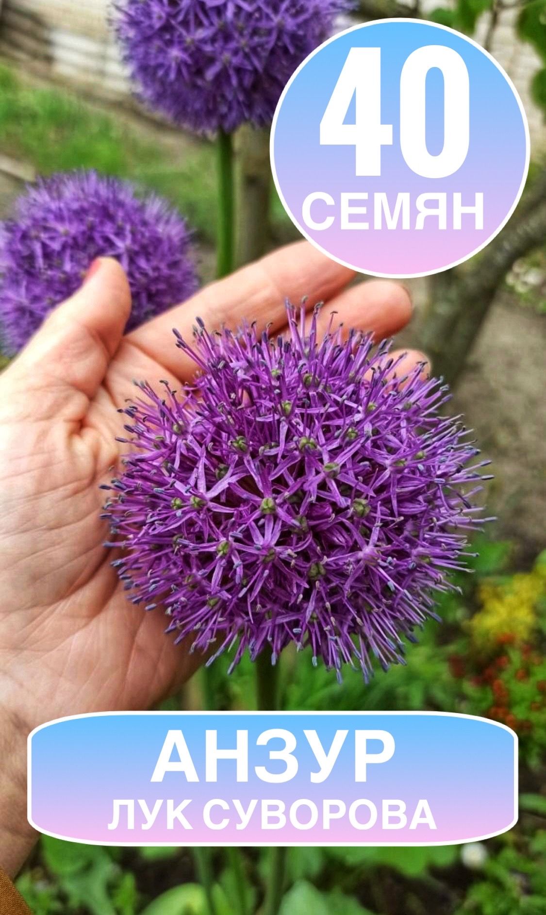 Лук Суворова, Анзур (Allium suworowii), семена 40шт, богат витаминами,  необычный вкус, + рекомендация по агротехнике