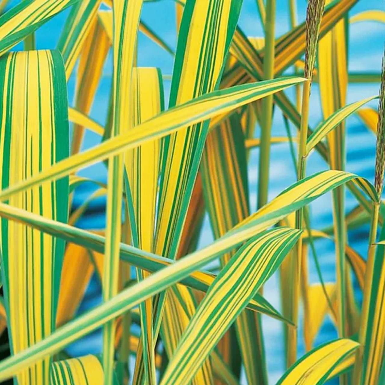 Звездный тростник. Звездный тростник. Тростник обыкновенный (phragmites communis. Камыш рогоз бамбук. Столешница тростник 38 мм скиф.