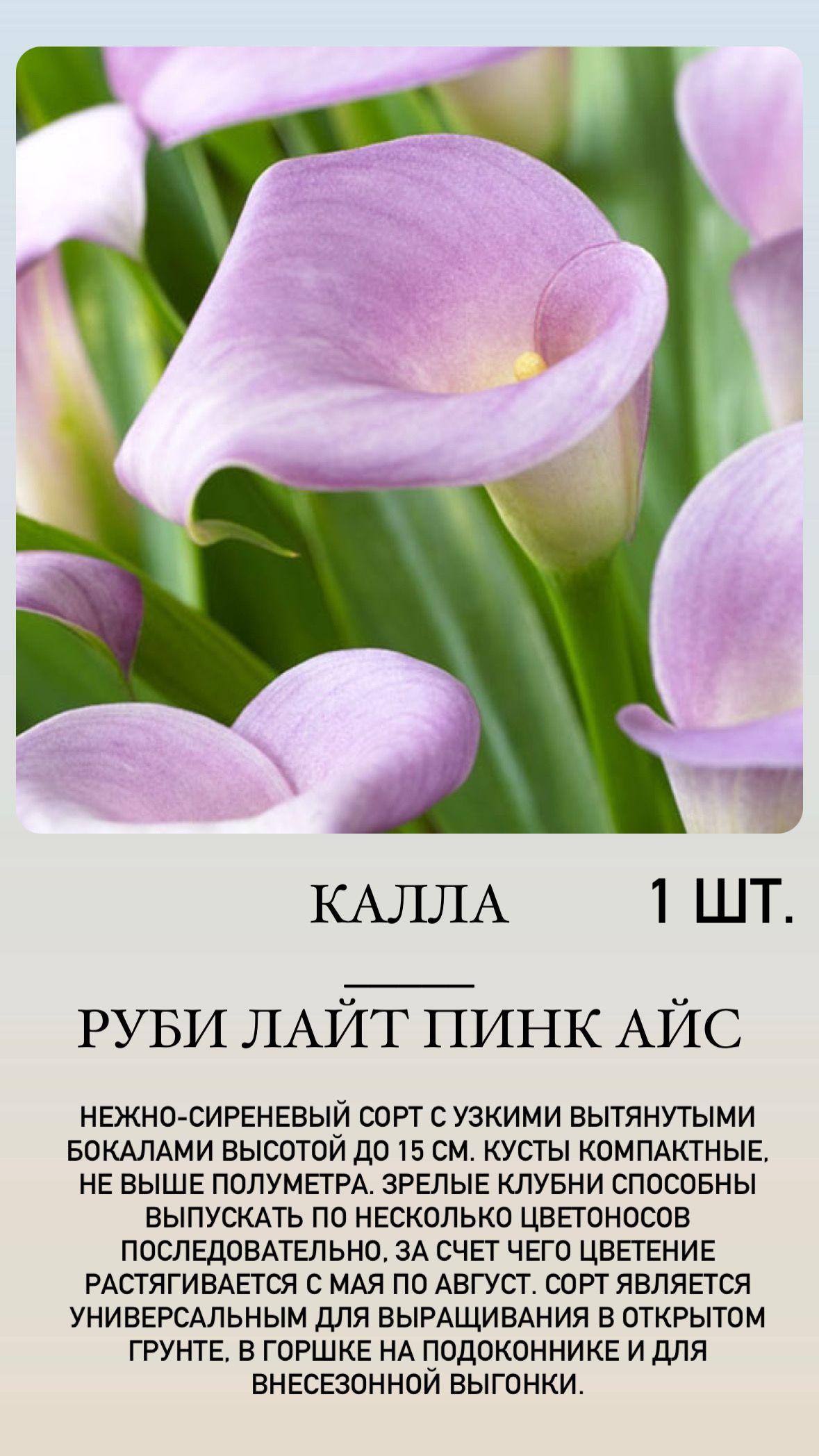 Купить Луковицы Каллы В Интернет Магазине Недорого
