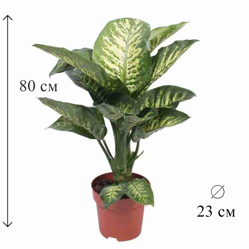 Диффенбахия Растение Купить В Новосибирске