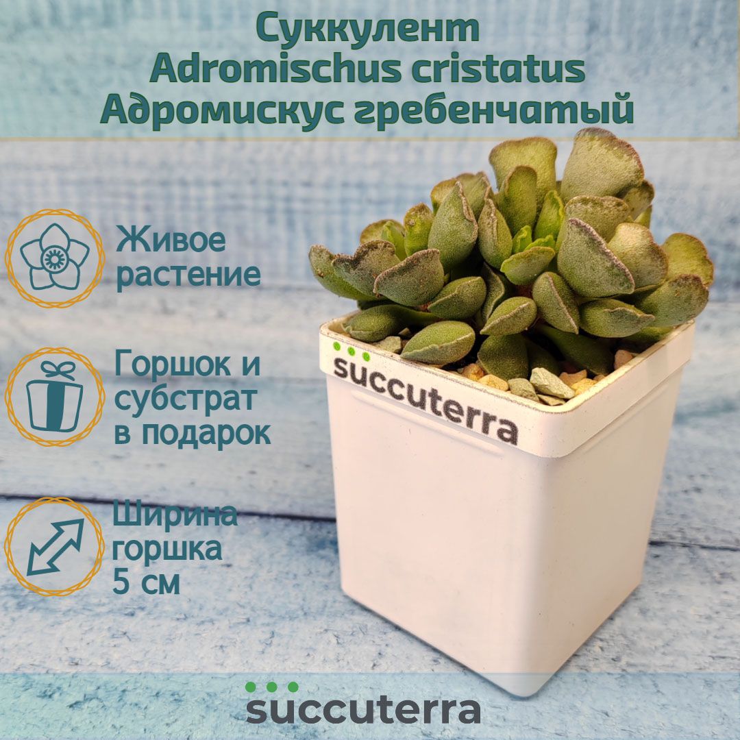 Суккулент Adromischus Cristatus (Адромискус). Диаметр горшка 5 см. Субстрат Succuterra Classic и фирменный горшочек в комплекте.