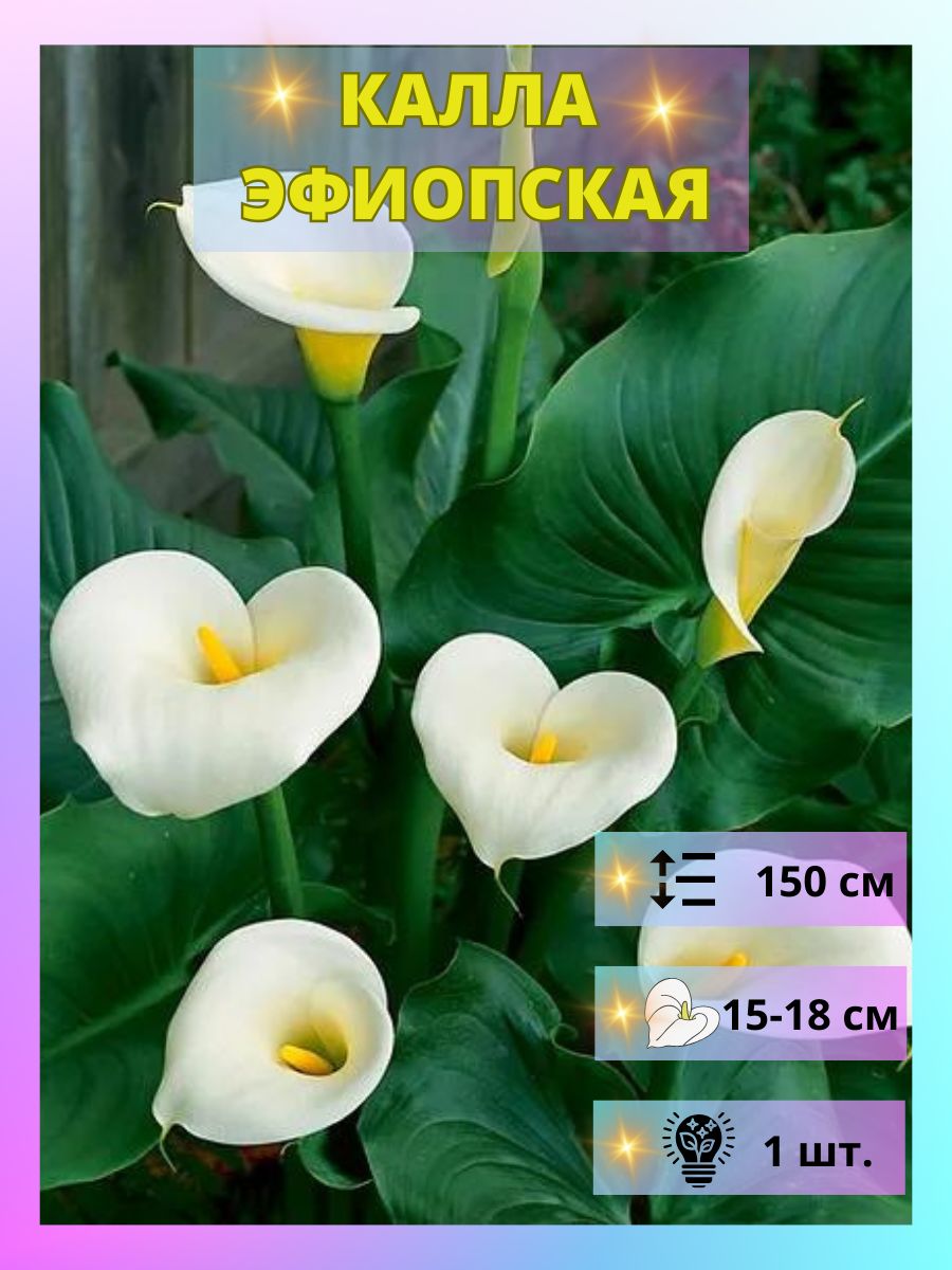 Купить Луковицы Каллы В Интернет Магазине Недорого