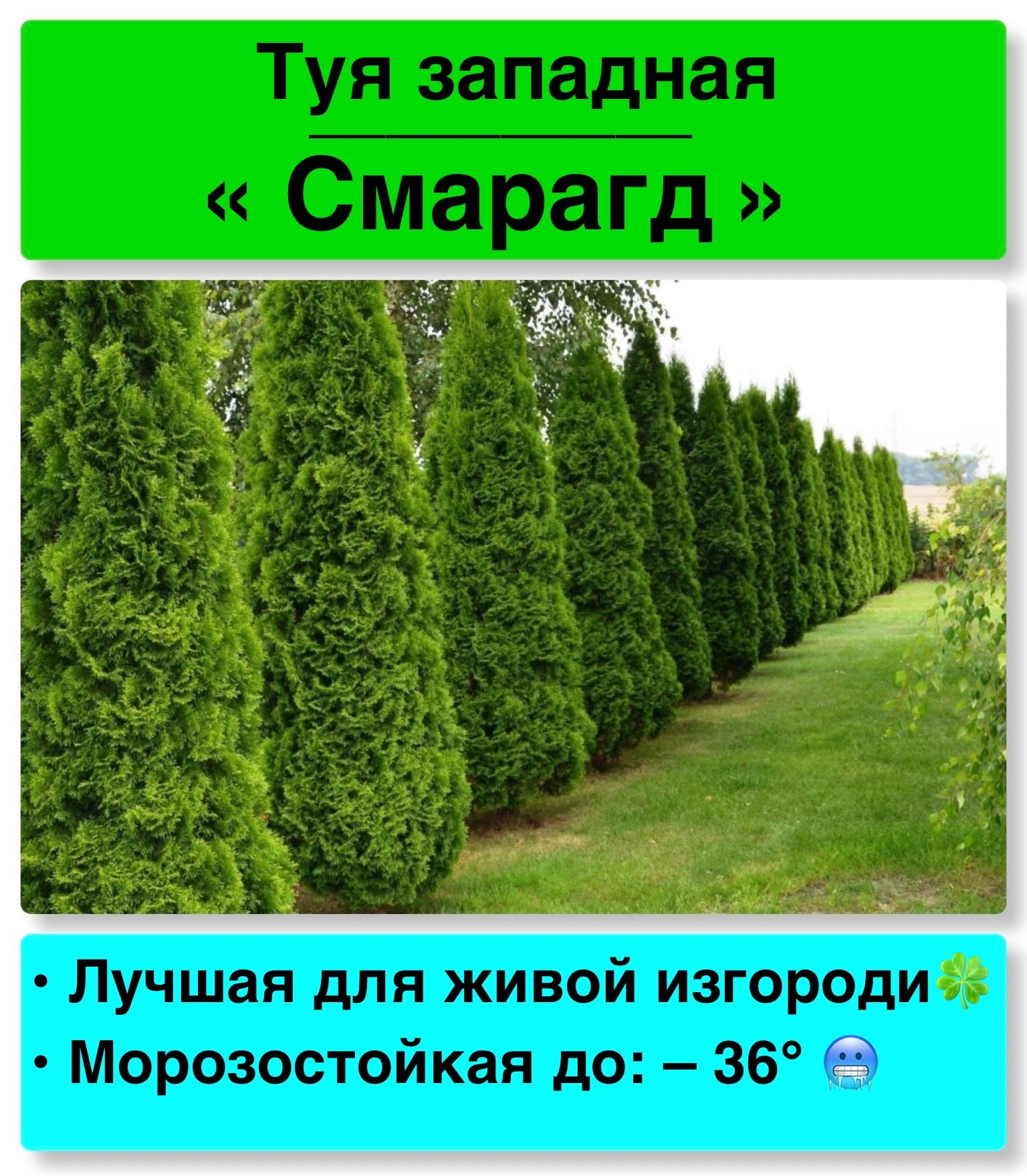 Купить Семена Туи Западной