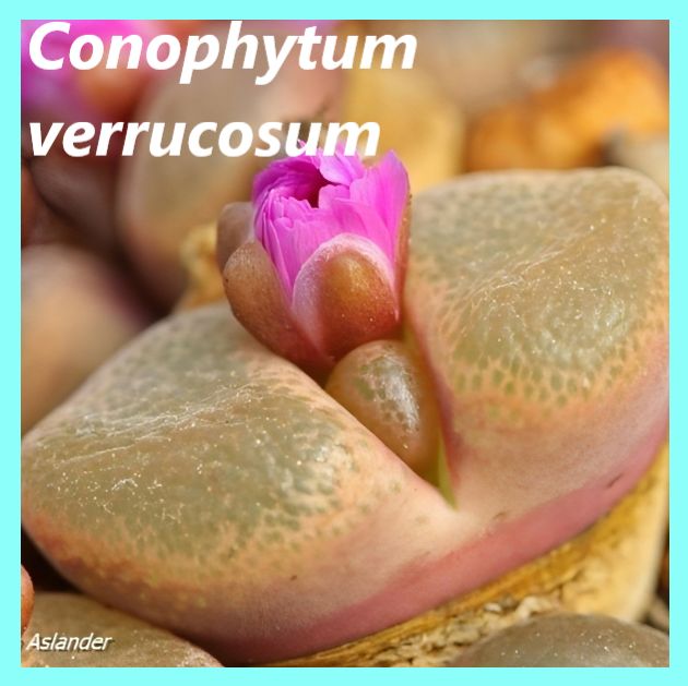 СеменаконофитумВеррукосум-Conophytumverrucosum(10шт)