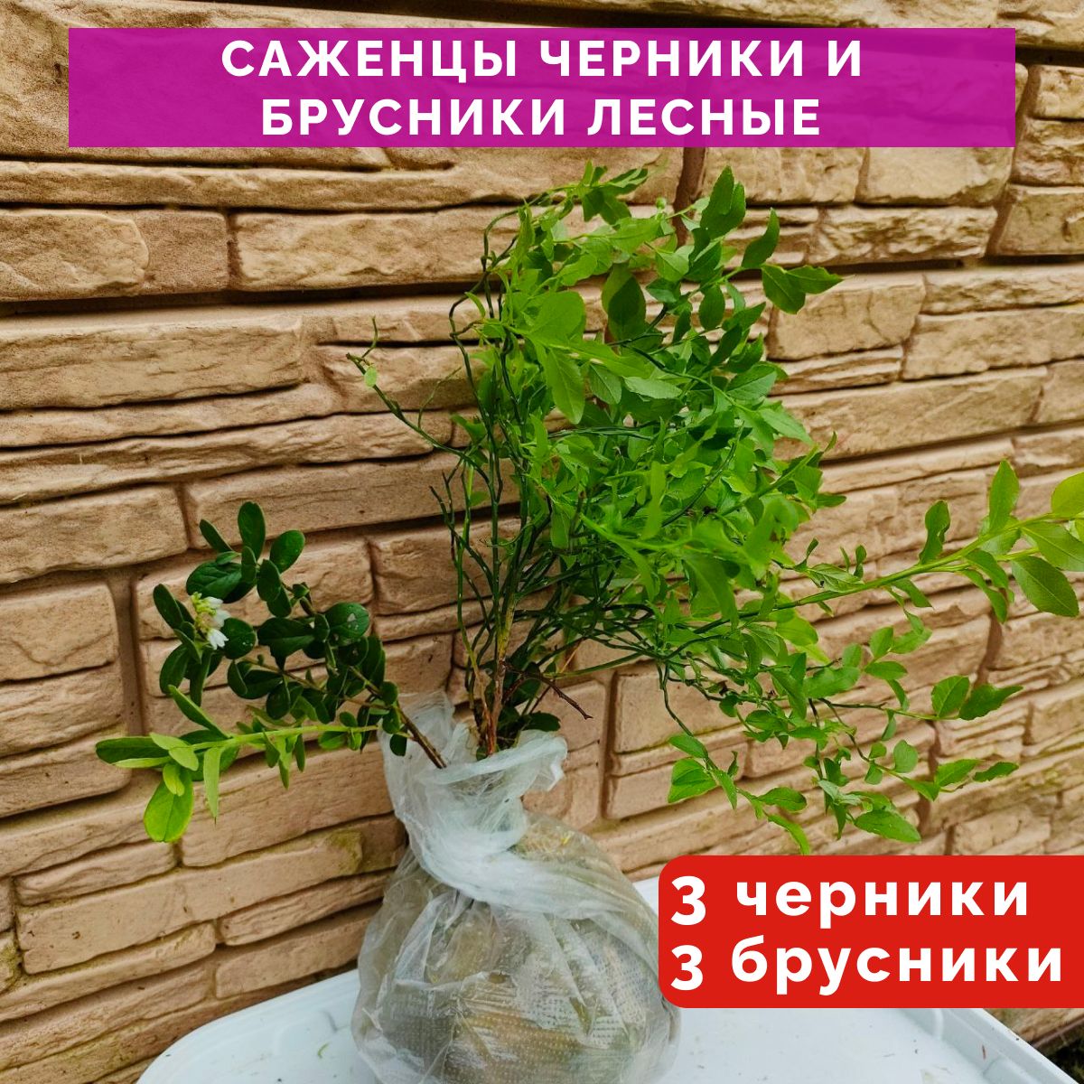 Купить Саженцы Черники В Алматы