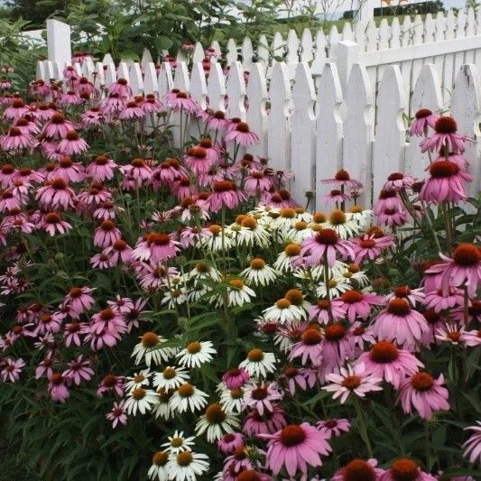 Эхинацея(Рудбекия)пурпурнаяStarlight,зимостойкиймноголетник(1уп:0,1гсемян)