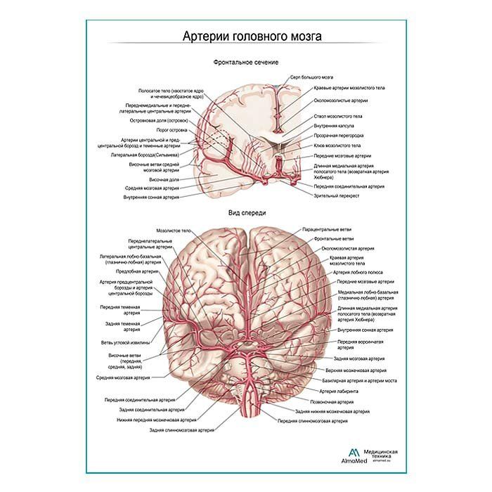 Фетальная задняя мозговая артерия Фетальная задняя мозговая артерия