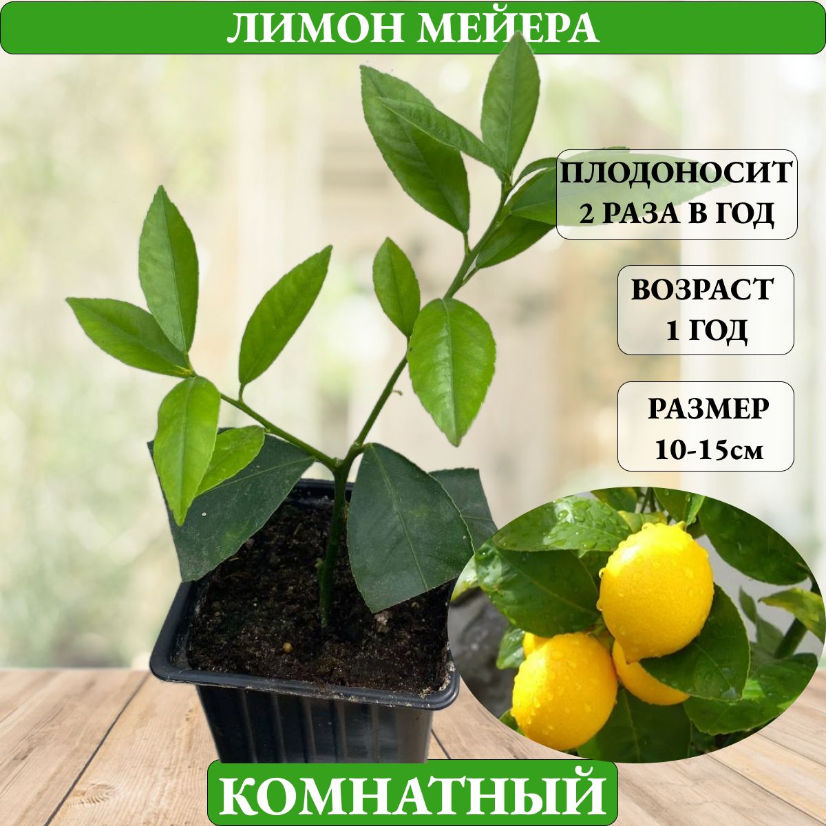 Купить Саженцы Лимона