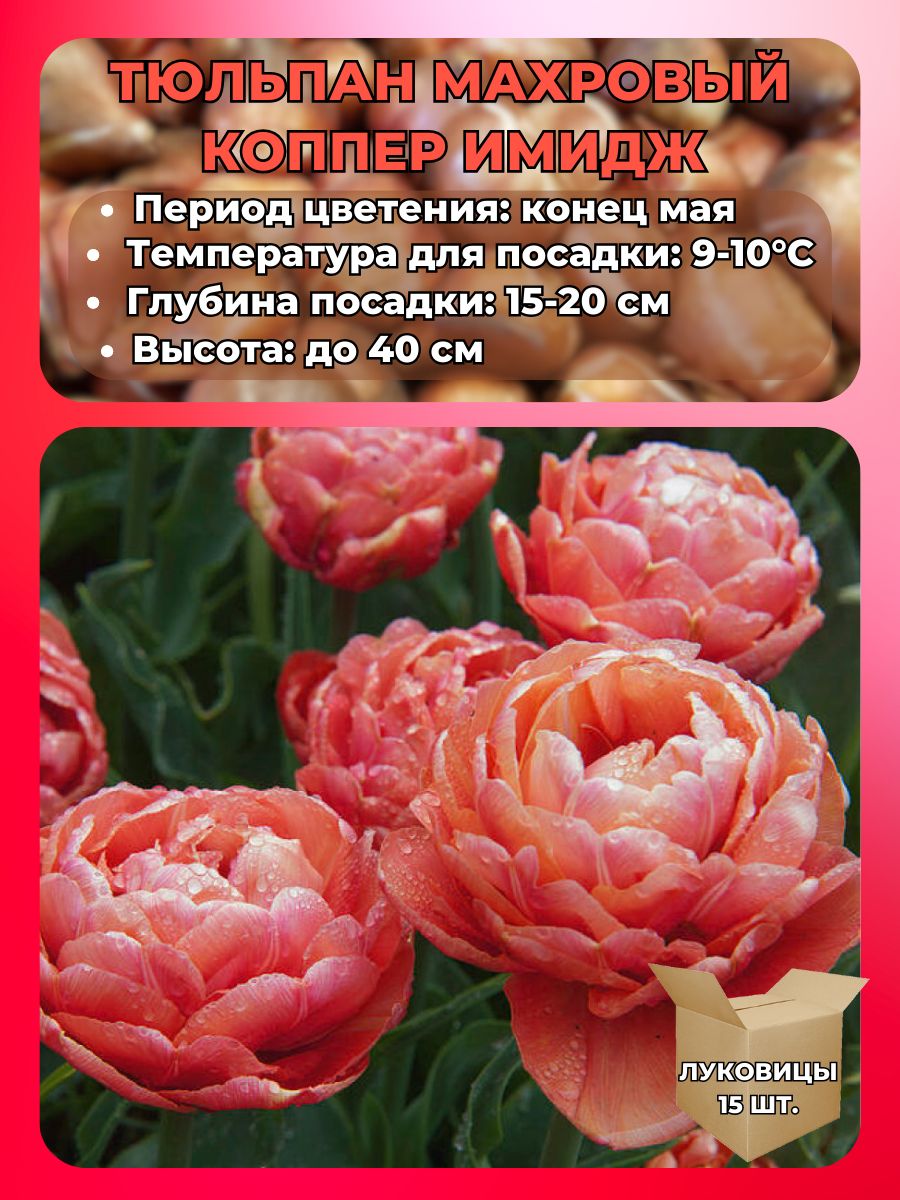 Magic Blooming Garden Луковицы,0.3кг