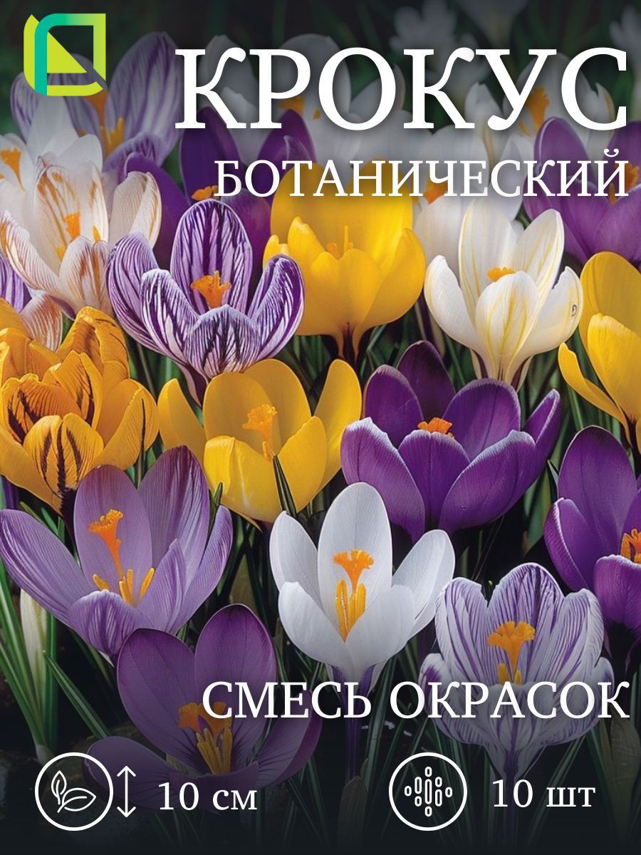 Крокус ботанический Смесь окрасок 10 луковиц, многолетние цветы