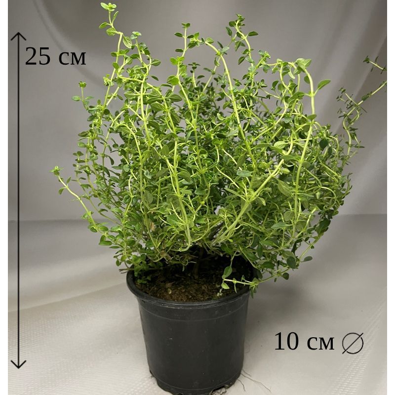 Тимьян Лимоннопахнущий в горшке D-10 живое растение