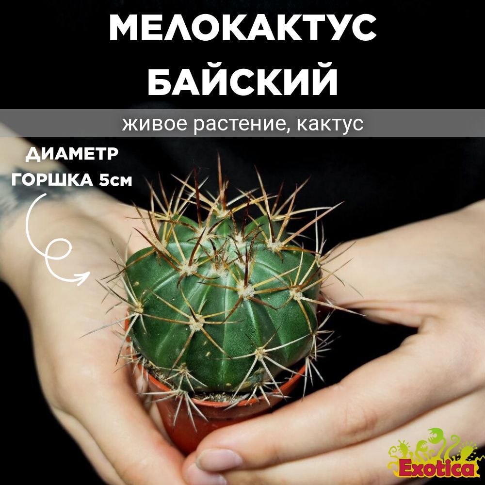 Мелокактус Байский (Melocactus Bahiensis) D5см