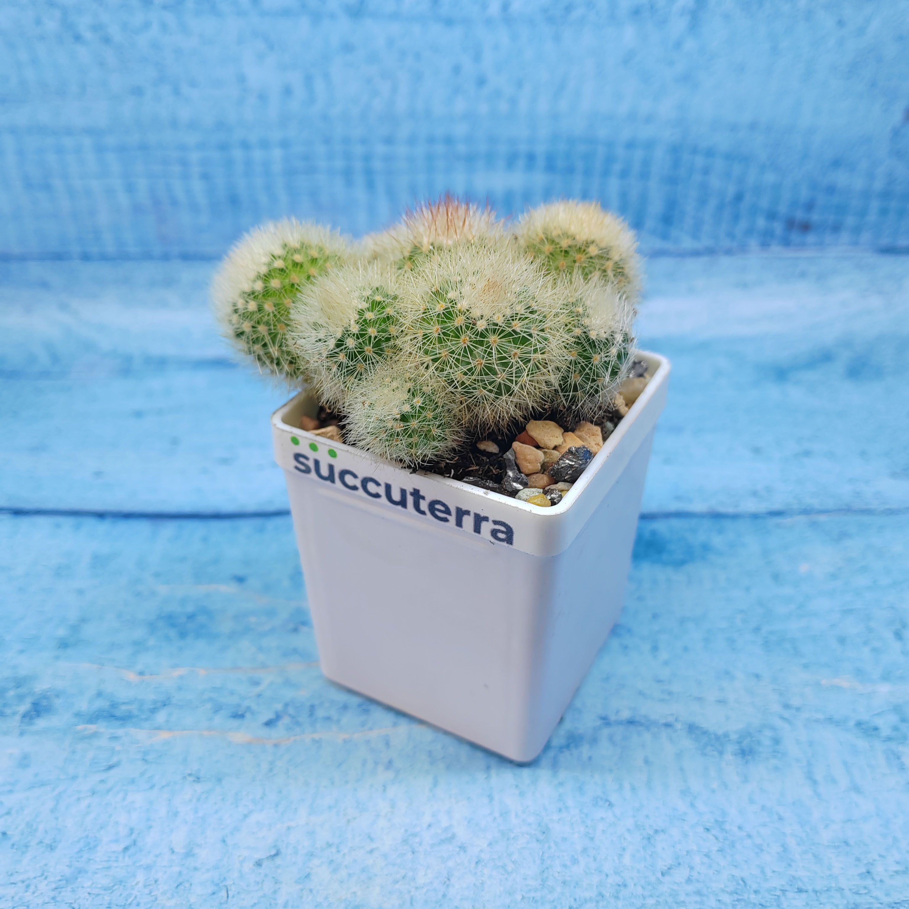 Кактус Mammillaria Spinosissima alba (Маммилярия). Диаметр горшка 5 см. Субстрат Succuterra Classic и фирменный горшочек в комплекте.