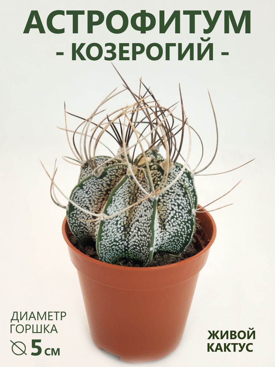 Астрофитум Козерогий (Astrophytum) кактус живой, D-5 см