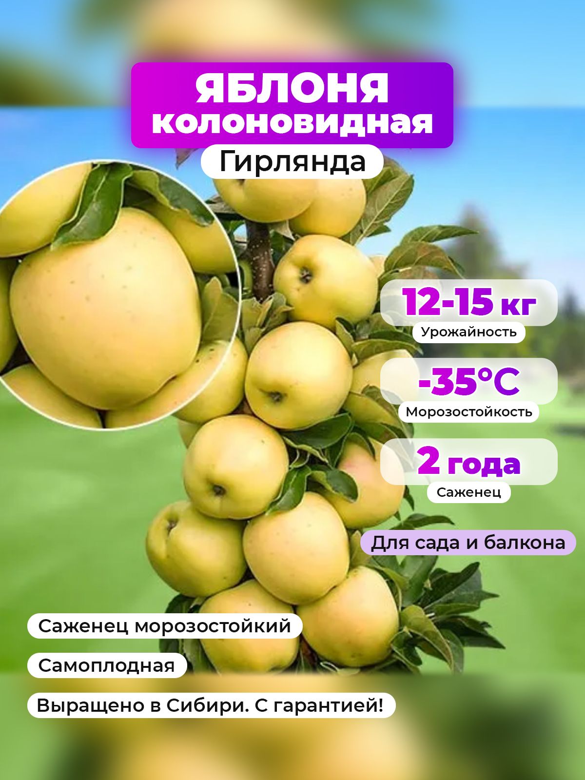 СаженецморозостойкийЯблоняколоновиднаясамоплоднаяГирлянда