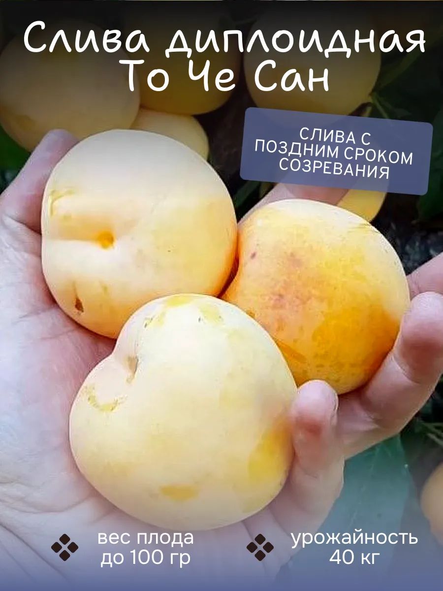 Слива То Че Сан Где Купить