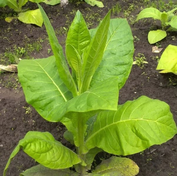 Табак душистый Deodar SEEDS COMPANY американ_Американ 307 - купить по ...