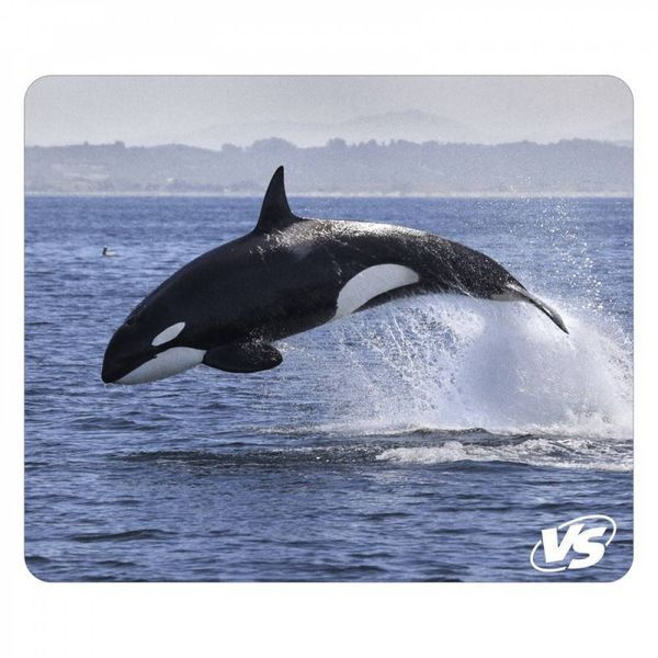 Pin on ป ล า ว า ฬ Whale pictures, Underwater animals, Killer whales