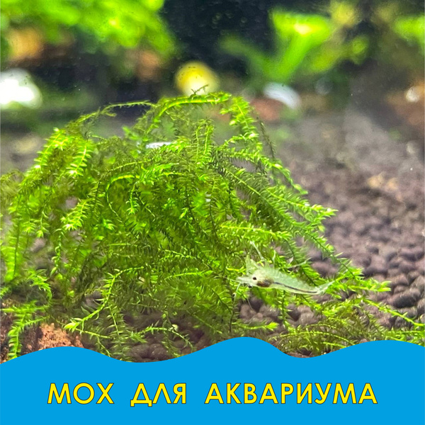 Мох для аквариума/ живое аквариумное растение - купить с доставкой по ...