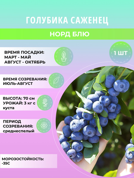 Голубика денис блю описание сорта фото отзывы