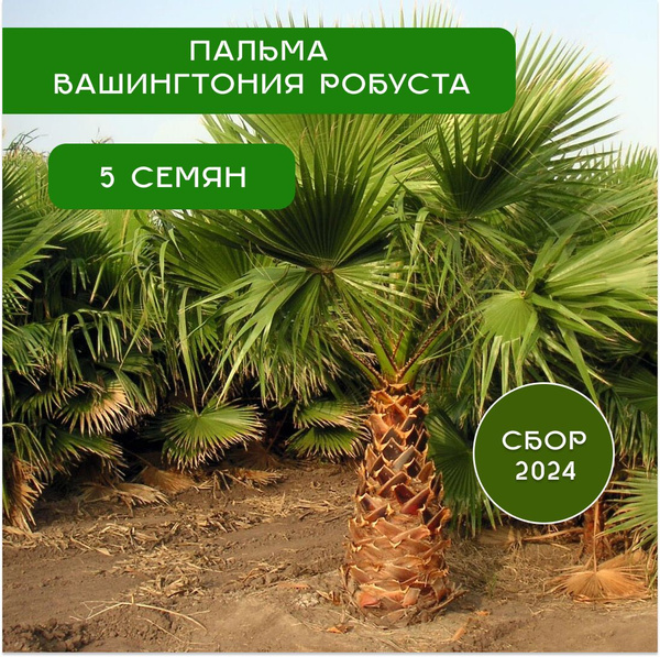Вашингтония комнатная пальма Пальмы - купить по выгодным ценам в ...